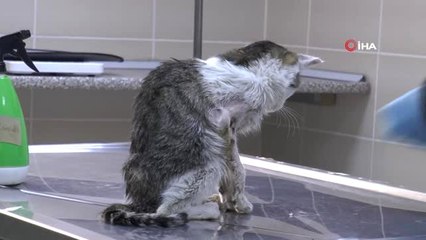 Hayvan Hastanesi Doğu'ya Can Kattı