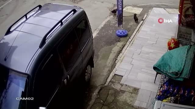 Köpeği Kalp Masajı ve Suni Teneffüs ile Hayata Döndürdü