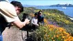 Californian desert blooms with wild flowers