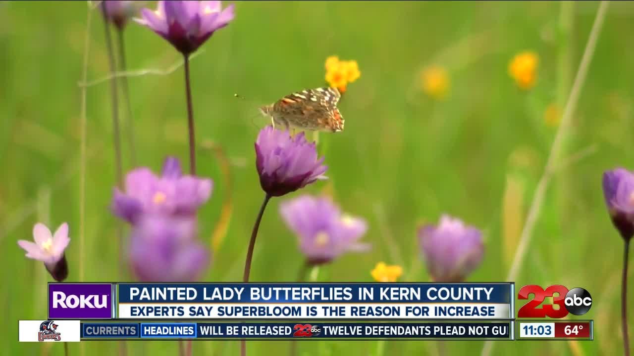 Painted Lady Butterflies in Kern County video Dailymotion