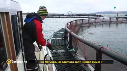 Norvège : Vous consommez beaucoup de saumon ? Voici à quoi ressemble un élevage... Vidéo