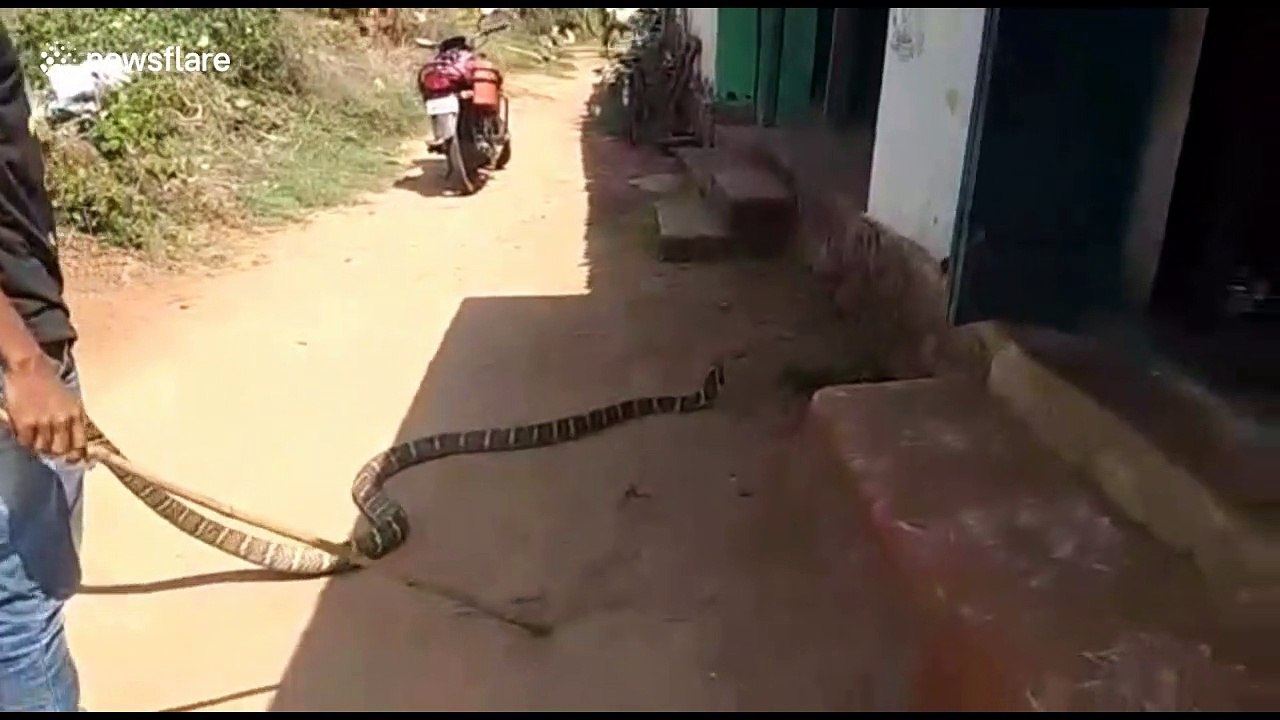 Rescuers surprised as king cobra found in house...