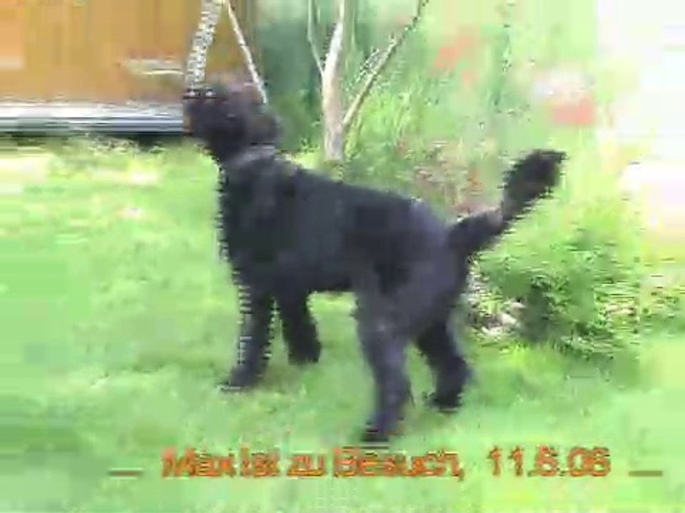 Riesenschnauzer Max und Welpe Askan