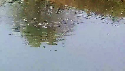 Fish  Swimming in water.