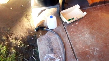 A Rat dying from rat poison