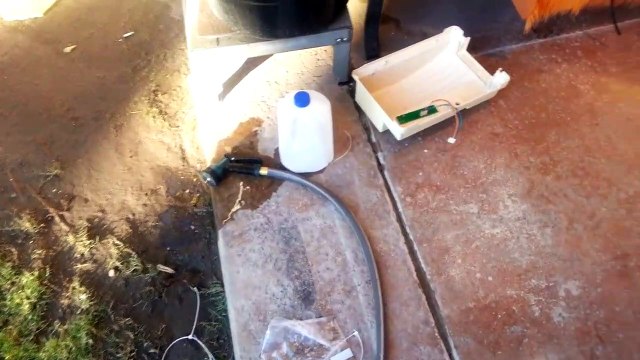 A Rat dying from rat poison