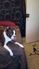 Boston terrier loves her ball