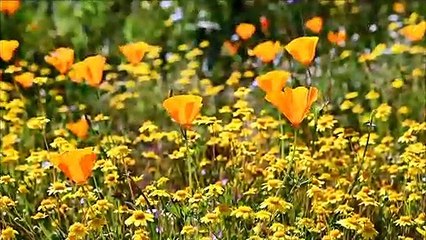 "Superbloom" en Californie : un désert couvert de fleurs