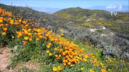 "Superbloom" en Californie : un désert couvert de fleurs