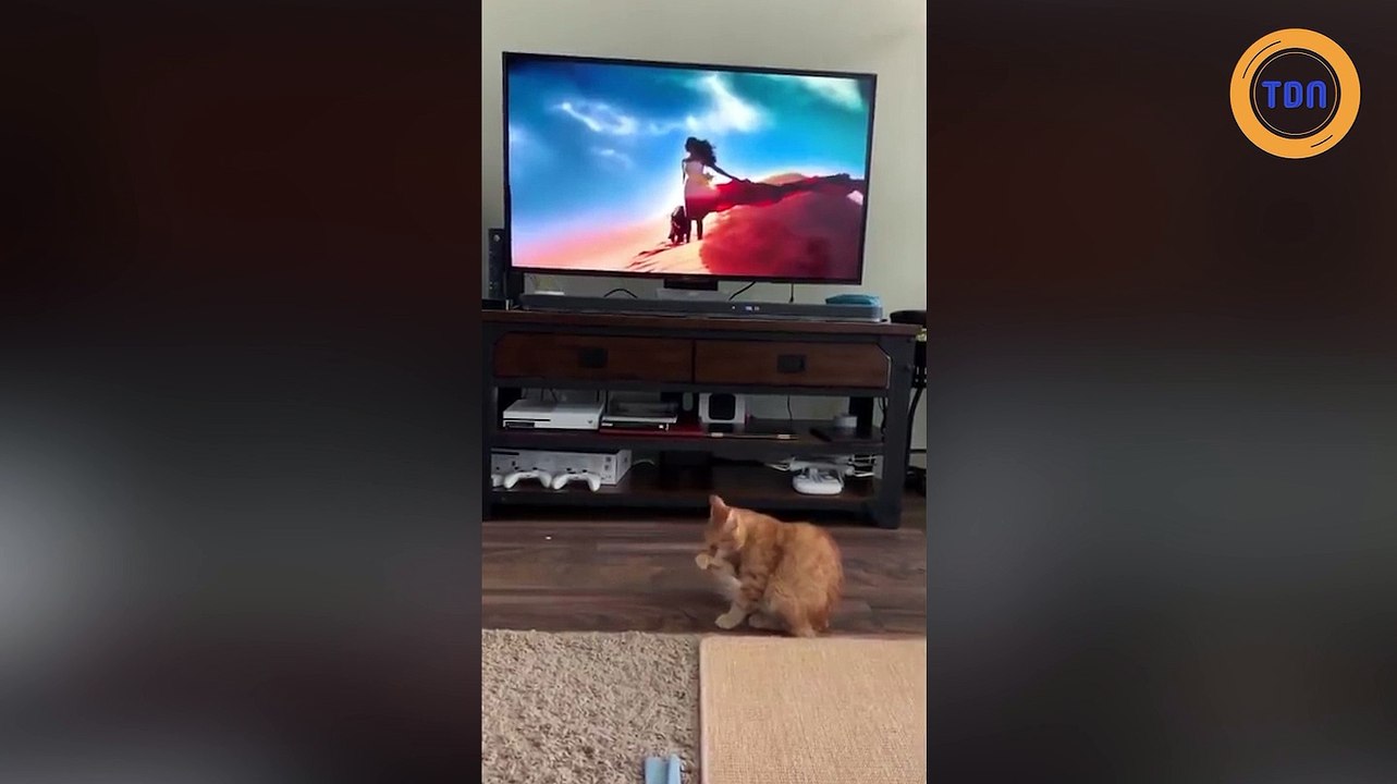La réaction de ce petit chat quand il voit bondir un puma à l'écran !