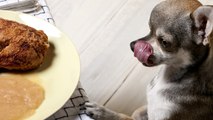 ¿Debo darle comida casera a mi perro como premio?