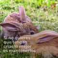 ¿Cómo se reproducen los conejos?