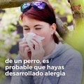 Razas de perros que no dan alergia