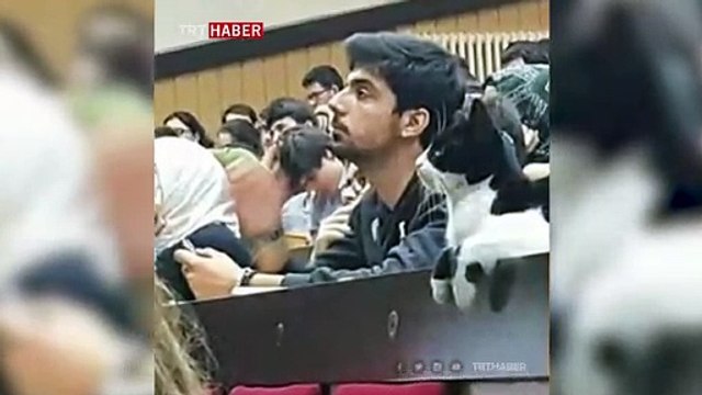 İstanbul Üniversitesi Tıp Fakültesinin eğitimli kedisi