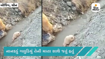 મા અંતે મા હોય છે, કેમેરામાં કેદ થયા હદયસ્પર્શી દૃશ્યો