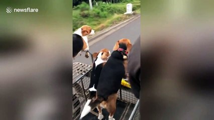 Let's go for a ride! Beagles love to hop in their owner's motorbike sidecar