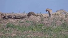 Esses Leopardos São Malucos Ou Quê