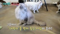 카페 내 서열 1위 고양이, '대박이'를 찾아라!! 급 태세 전환?