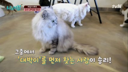 카페 내 서열 1위 고양이, '대박이'를 찾아라!! 급 태세 전환?