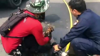 Charred puppies rescued from field fire after locals burn dead trees in Thailand