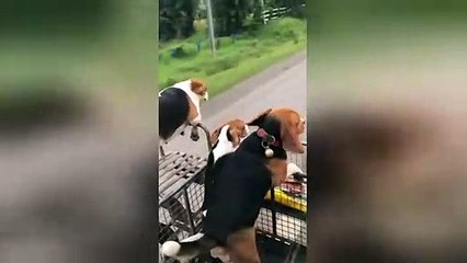 Let's go for a ride! Beagles love to hop in their owner's motorbike sidecar