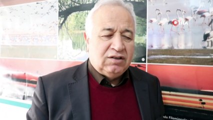 - Su seviyesi arttı Seyfe Gölüne  flamingo akını başladı