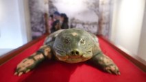 Une tortue embaumée  dans un musée au Vietnam !