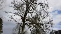 Abattage d'arbres dans le parc thermal de Contrexéville ce mardi 26 mars