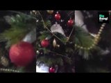 ¡Los gatos odian los arbolitos navideños! Parte 1