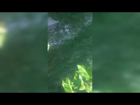 Denuncian un crematorio clandestino de animales en Lomas de Zamora