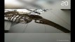 Lyon: Un immense squelette de baleine va être dévoilé au public au musée des Confluences à Lyon