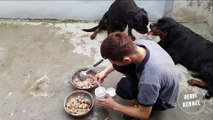 Trại chó Gervi Chia sẻ bí quyết chăm sóc chó bầu đủ dinh dưỡng và  chó luôn có bộ lông bóng mượt