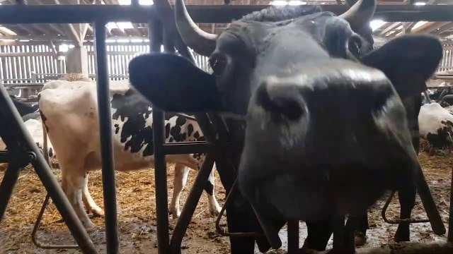 Traubach-le-bas: des fromages made in Sundgau