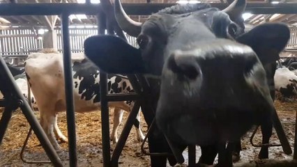 Traubach-le-bas: des fromages "made in Sundgau"