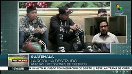 Guatemala: caficultores reclaman ayuda del gob. ante plaga de la roya