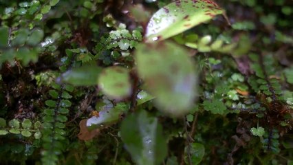 جديد-سوره يوسف -السيد سعيد تلاوه 1 لقد كان  فى يوسف