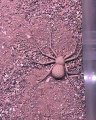 Six-Eyed Sand Spider Buries Herself