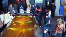 Hunt for the Giant Squid