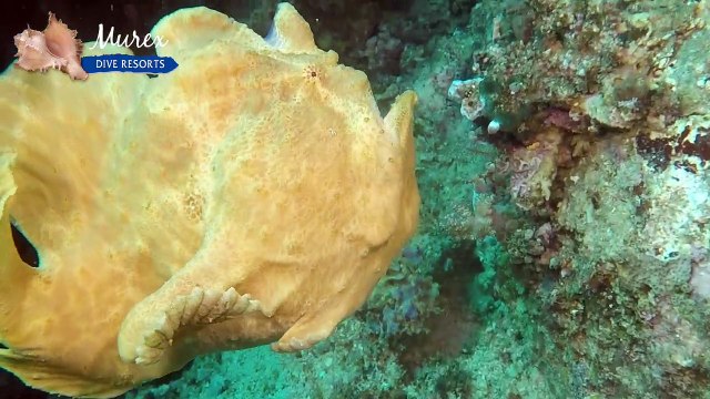 Voici le poisson-grenouille, animal préhistorique à la fois incroyable et terrifiant,