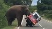 Un touriste s'arrete pour nourrir un éléphant et se fait renverser son tuk-tuk
