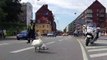 Quand une famille de cygnes bloque la route au Danemark
