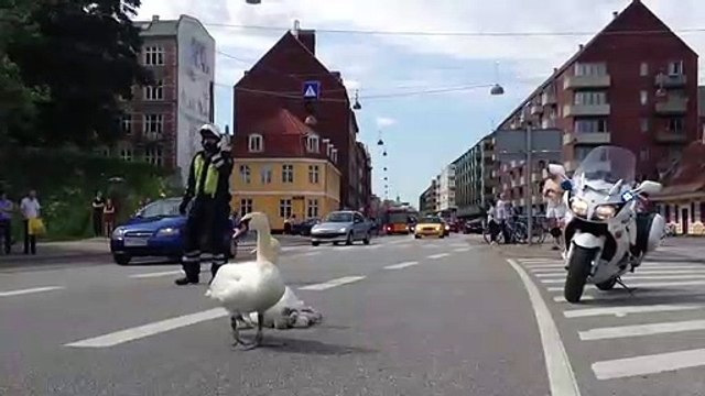 Quand une famille de cygnes bloque la route au Danemark