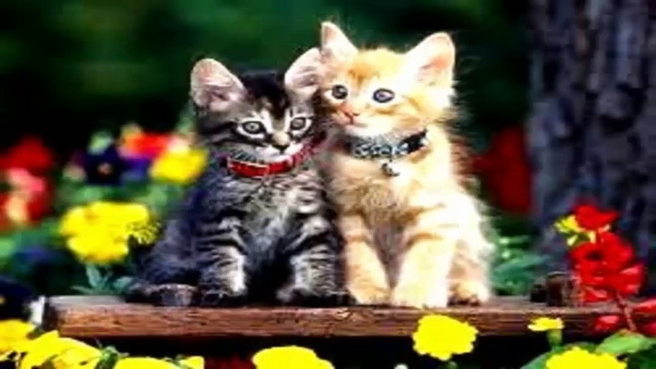 Cat Music Song For Cats Melody To Sleep