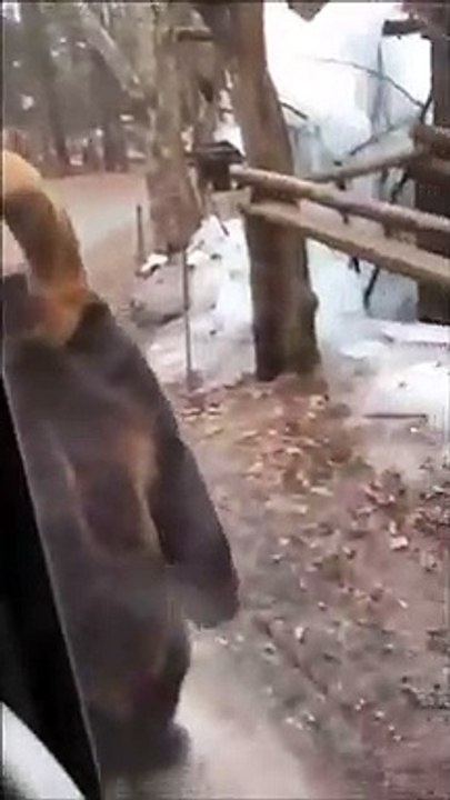 Lo nunca visto : oso camina de pie como un humano