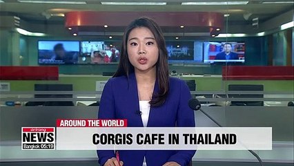 Corgis on call at Bangkok cafe