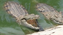 Os crocodilos e os 