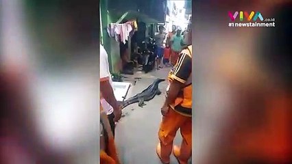 Ada 'Godzila' Dari Gorong-gorong Bikin Geger Warga!