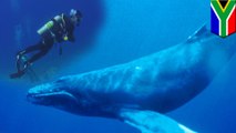 クジラに飲まれかけた男性 奇跡的に生還する - トモニュース