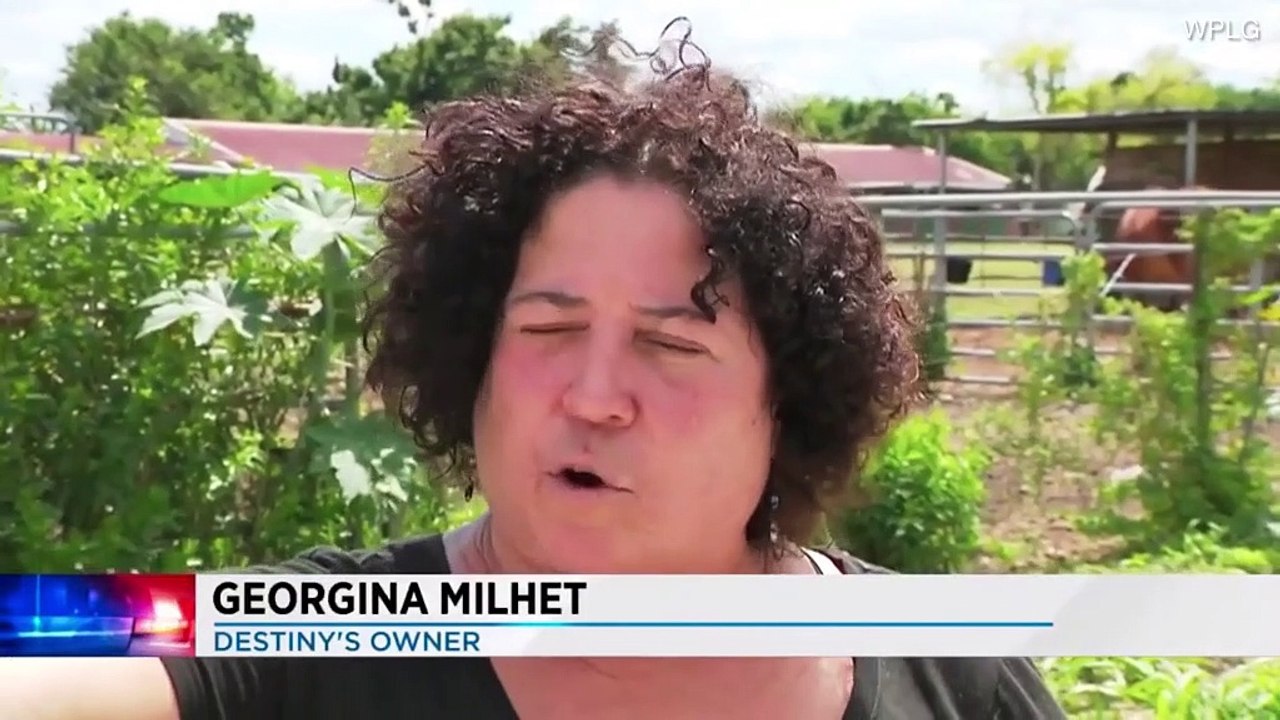 Horse found stabbed to death at Florida ranch