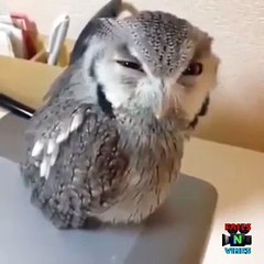 ホ슬롯머신 〔〔ＴＴＳ３３２．ＣΦ Μ 〕〕